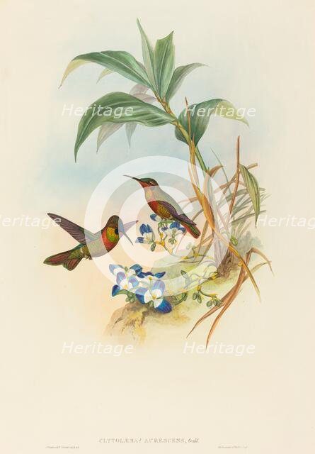 Clytolaema aurescens (Banded Ruby or Gould's Ruby). Creators: John Gould, Henry Constantine Richter.