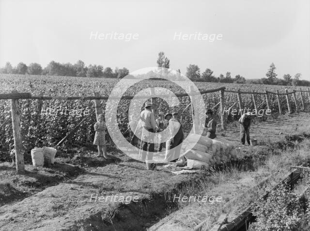 Weighting scales at edge of bean field, near West Stayton, Marion County, Oregon, 1939. Creator: Dorothea Lange.