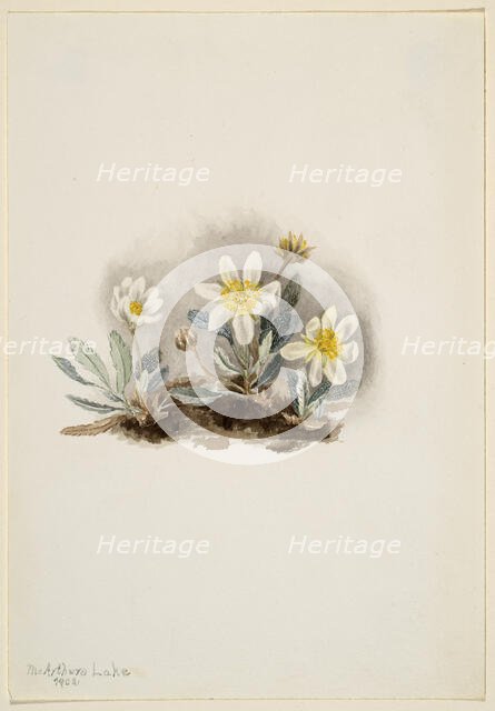 White Dryad (Dryas octopetala), 1902. Creator: Mary Vaux Walcott.