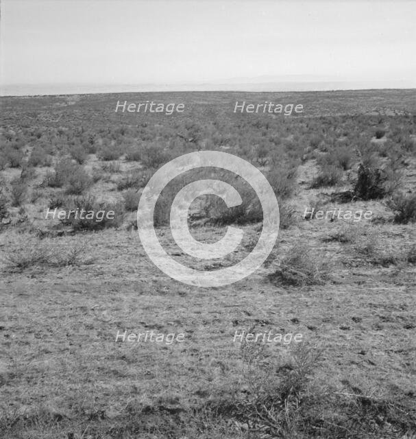 View from the Smith's place across the road, showing uncleared land, Dead Ox Flat, Oregon, 1939. Creator: Dorothea Lange.