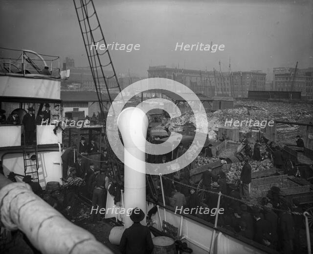 Baltimore, Maryland, unloading banana steamer, between 1890 and 1906. Creator: Unknown.