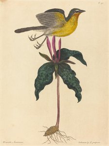 The Yellow-breasted Chat, published 1754. Creator: Mark Catesby.
