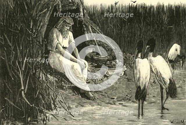 'Anysis Concealed in the Marshes of the Delta', 1890.   Creator: Unknown.