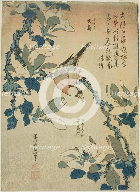 Paddy Bird and Magnolia Flowers (Buncho, kobushi no hana), from an untitled series..., c. 1834. Creator: Hokusai.