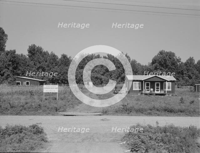 The poultry unit of the Delta cooperative farm, Hillhouse, Mississippi, 1937. Creator: Dorothea Lange.