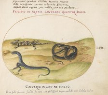 Animalia Qvadrvpedia et Reptilia (Terra): Plate LVII, c. 1575/1580. Creator: Joris Hoefnagel.