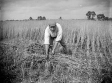 A farm labourer harvests cereal at Haddenham, Buckinghamshire, c1873-c1923. Artist: Alfred Newton & Sons