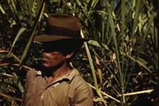 FSA borrower who is a member of a sugar cooperative, vicinity of Rio Piedras, Puerto Rico, 1942. Creator: Jack Delano.