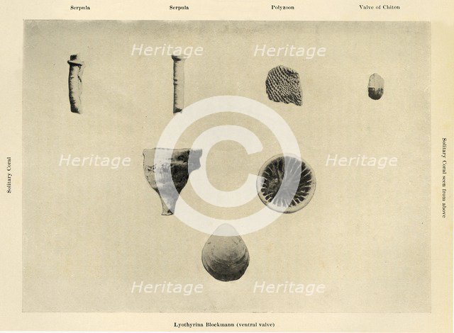 'Marine Organisms, (Magnification 1 1/2)', c1908, (1909).  Artist: Unknown.