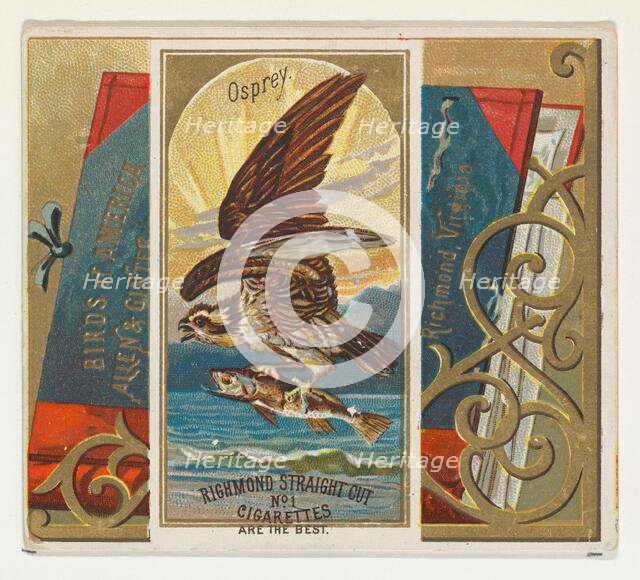 Osprey, from the Birds of America series (N37) for Allen & Ginter Cigarettes, 1888. Creator: Allen & Ginter.