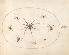 Plate 39: Eight Spiders, c. 1575/1580. Creator: Joris Hoefnagel.