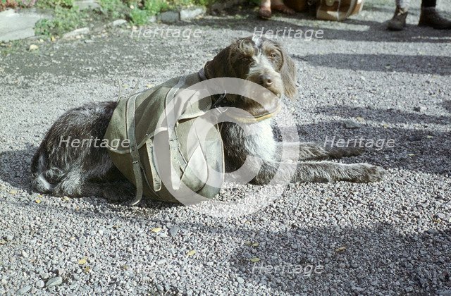 Lapp dog with panniers. Artist: Unknown