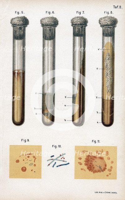 Various types of bacteria, 1889. Creator: Unknown.