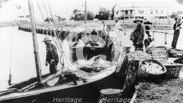 Fishermen unloading their catch from boats at Wynnum Creek, 1907. Creator: Unknown.