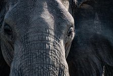 Elephant Close up. Creator: Viet Chu.