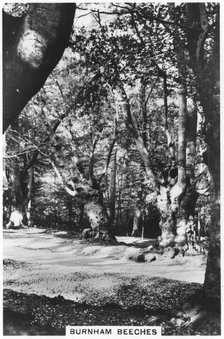 Burnham Beeches, Buckinghamshire, 1937. Artist: Unknown