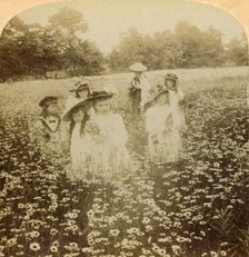 'In the Daisy Field: "Sweet Flow'ret of the Rural Glade', 1896. Creator: Unknown.