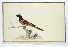 Laniarnus atrococcineus (Crimson-Breasted Shrike), 1777-1786. Creator: Robert Jacob Gordon.