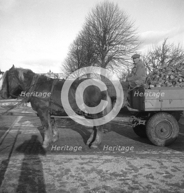 Bringing a load of sugar beet to the sugar mill in Arlöv, Scania, Sweden, c1940s(?). Artist: Otto Ohm