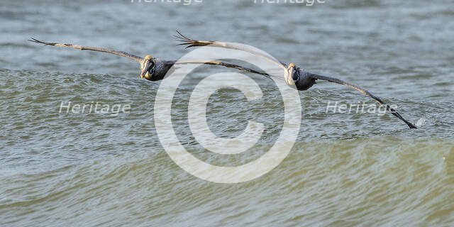 Perfect Pairing. Creator: Eve Turek.