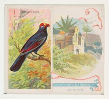 Violaceous, from Birds of the Tropics series (N38) for Allen & Ginter Cigarettes, 1889. Creator: Allen & Ginter.