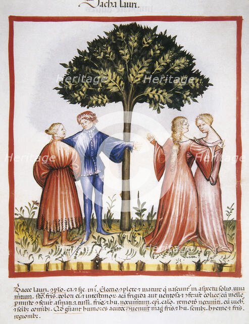 Laurel berries, 14th century.  Creator: Unknown.