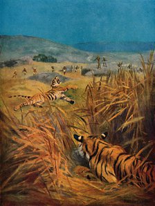 'Tigers - The Terror of Indian Villages', 1913. Artist: Harry Dixon.
