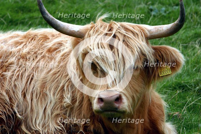 Highland cattle, Scotland.