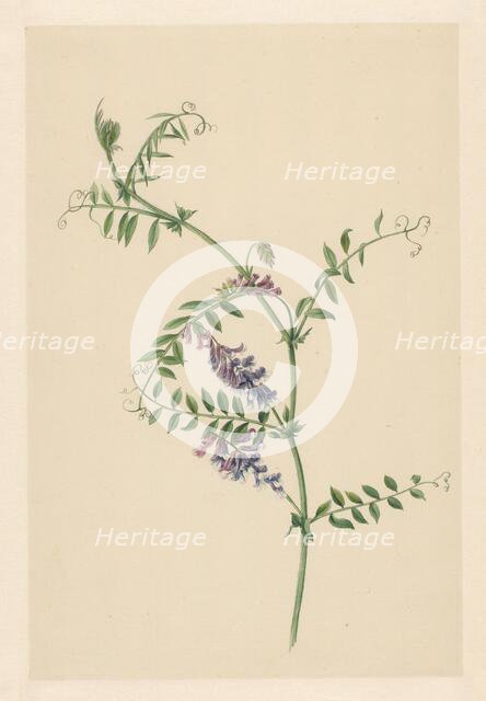 Vicia, 1722. Creator: Anon.