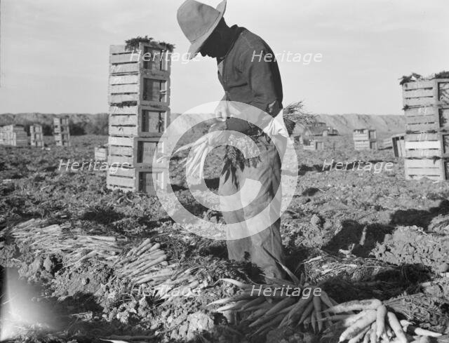 Large scale agriculture, near Meloland, Imperial Valley, 1939. Creator: Dorothea Lange.