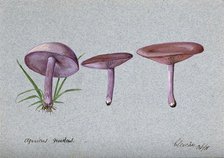 The wood blewit fungus (Lepista nuda): three fruiting bodies, 1901. Creator: Unknown.