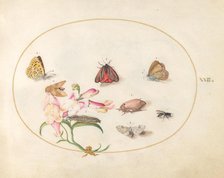 Plate 22: Butterflies with Other Insects and a Snapdragon, c. 1575/1580. Creator: Joris Hoefnagel.