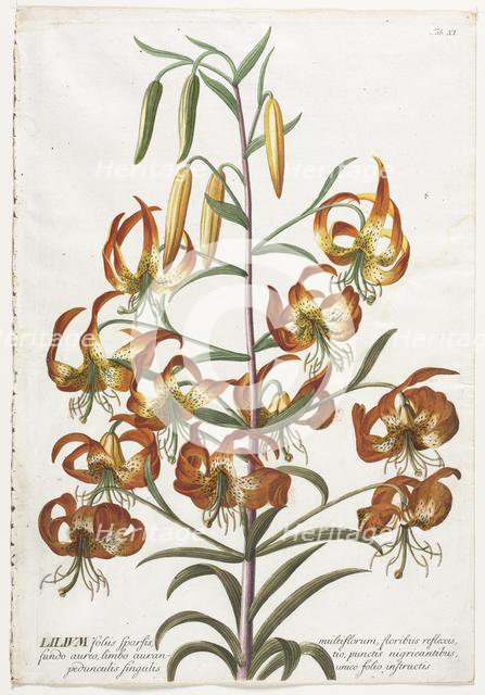 Plantae Selectae: No. 11 - Lily. Creator: Georg Dionysius Ehret (German, 1708-1770); Christopher Jacob Trew (German).