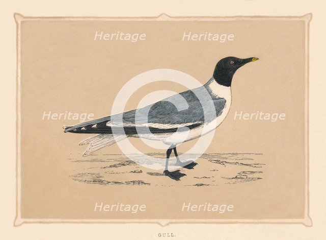 'Gull', (Laridae), c1850, (1856). Artist: Unknown.