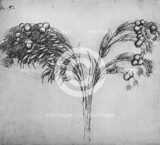 'A Long-Stemmed Plant, c1480 (1945). Artist: Leonardo da Vinci.