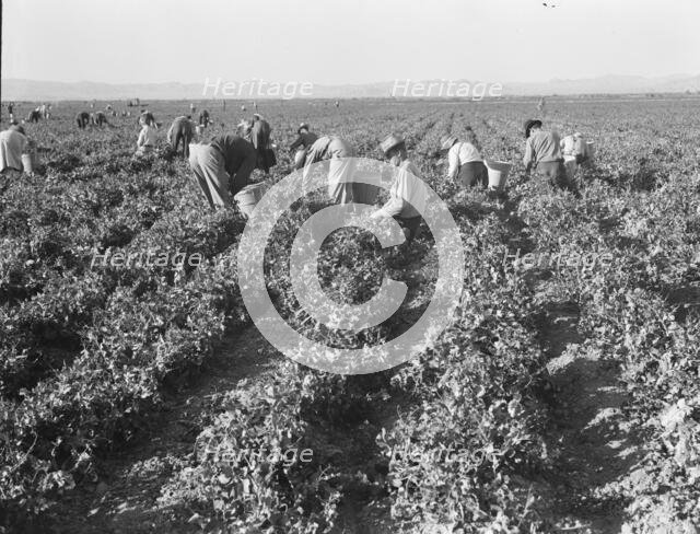 500 pea pickers in field of large-scale Sinclair Ranch, near Calipatria, California, 1939. Creator: Dorothea Lange.