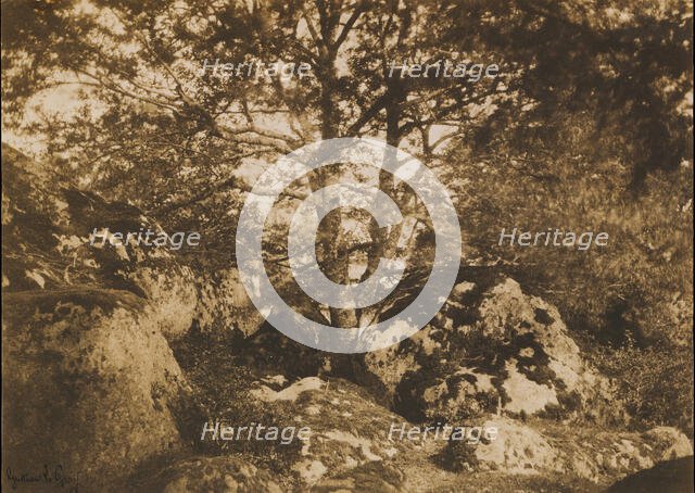 [Oak Tree and Rocks, Forest of Fontainebleau], 1849-52. Creator: Gustave Le Gray.
