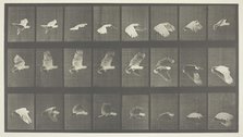 Animal Locomotion, Plate 758, 1887. Creator: Eadweard J Muybridge.