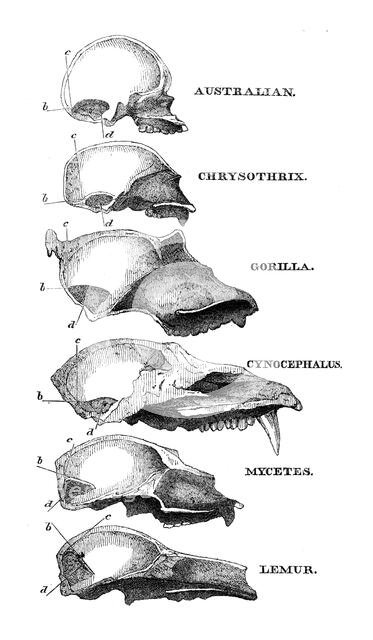 Australian, Chrysothrix, Gorilla, Cynocephalus, Mycetes, Lemur, 1863. Creator: Unknown.