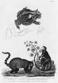 A/ Brazil Frog; B/ Its Eyes; C/ Hind Leg; D/ Makako Lemur; E/Anteater with Motley Tail, 1813. Creator: Unknown.