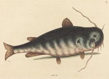 The Cat Fish (Silurus catus), published 1754. Creator: Mark Catesby.