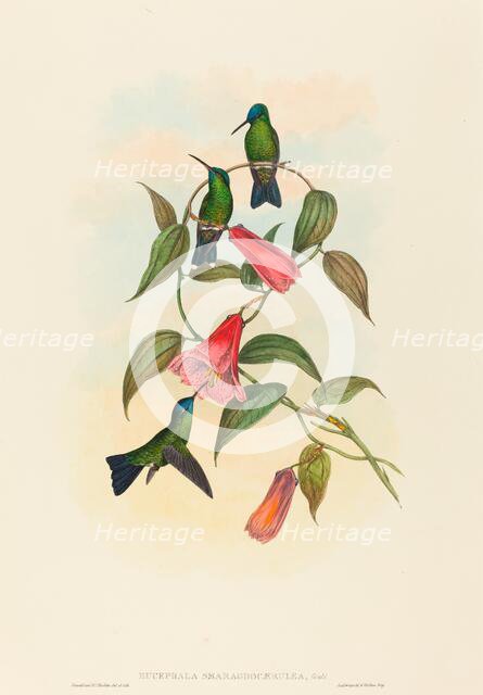 Eucephala smaragdocaerulea (Gould's Wood Nymph). Creators: John Gould, Henry Constantine Richter.