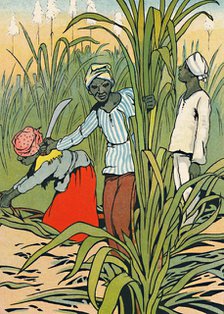 'At Work Among The Sugar-Canes', 1912. Artist: Charles Robinson.