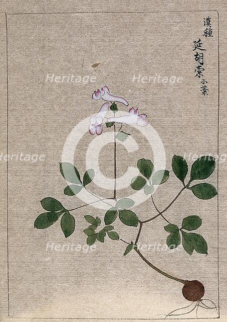 A plant, possibly a Corydalis species: entire flowering plant. Creator: Unknown.