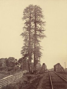 Twin Redwoods, Palo Alto, 1870. Creator: Carleton Emmons Watkins.