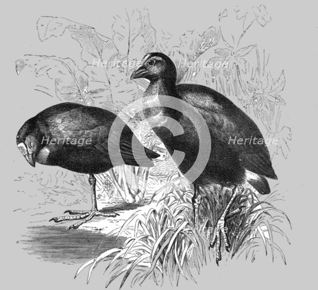 'The Great Purple Gallinule (Porphyrio hyacinthinus); A Bird nesting Expedition in a North..., 1875. Creator: Unknown.