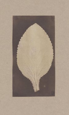 Leaf of the Foxglove, 1839. Creator: Unknown.