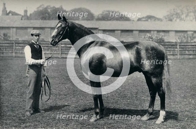Thoroughbred racehorse, Bend Or, c1880. Artist: Unknown