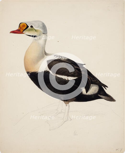 King Eider; unfinished, 1843. Creator: Magnus von Wright.