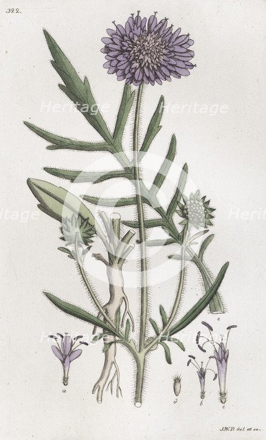 Field Scabious (Knautia arvensis), 1804-1811. Artist: Johan Wilhelm Palmstruch